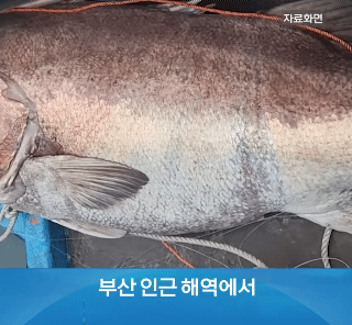 전설의 심해어 잡힌 부산 앞바다 근황