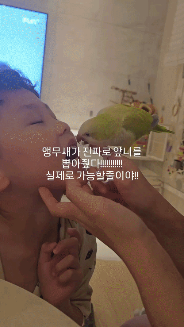 앞니 뽑아주는 앵무새 ㄷㄷ