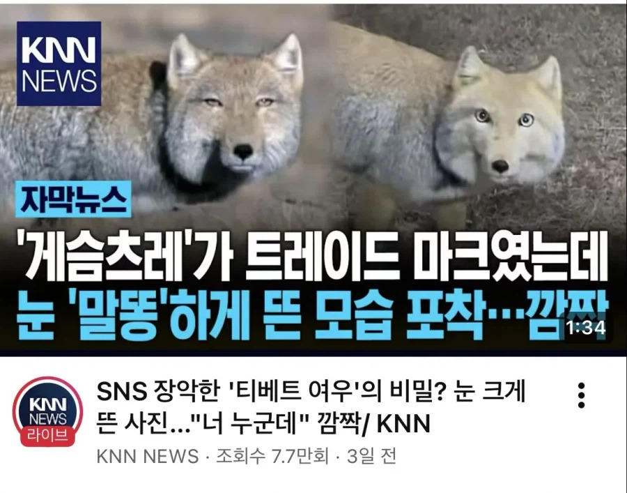 뭐야 이 여우 눈 크게 뜰줄 아네