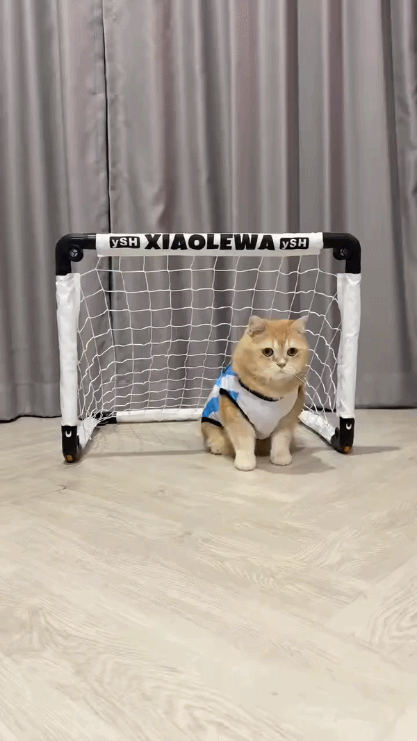 슈팅막는 고양이