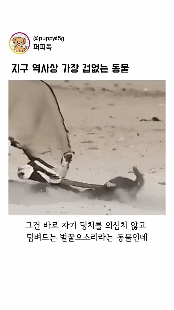 진짜 겁대가리를 상실했다는 동물 원탑
