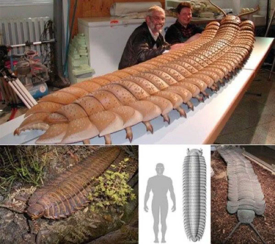영국에서 발견된 3억년전 지네 화석