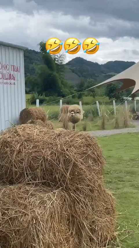 빡빡이 알파카의 실체